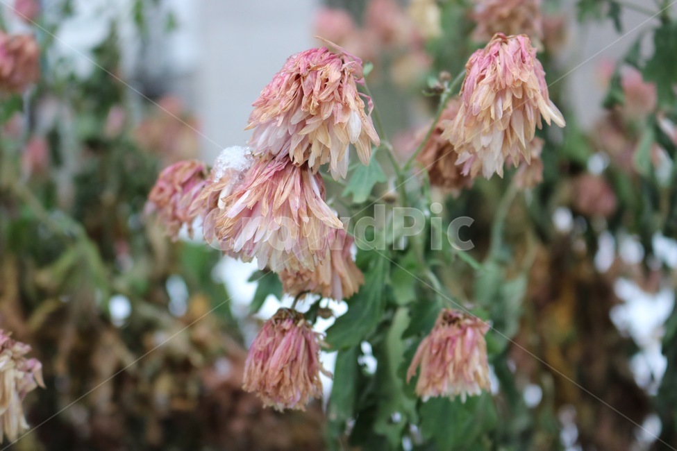 꽃,식물,건조,분홍,초록,겨울,눈,flower,hana,plants,shokubutsu,dry,pink,pinku,green,midori,winter,huyu,snow,yuki,흰색,white,shiro,감성