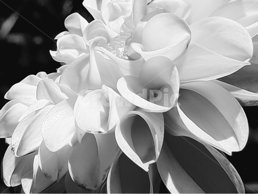꽃,flower,backgroundimage,배경이미지,다년생,여름꽃,자연,nature,다알리아꽃,배경,배경화면,색감,바탕,텍스쳐,질감,패턴,이미지,꽃,flower,흑백,모노톤,monochrome,black and white