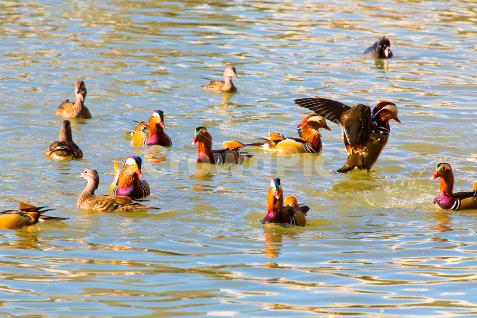 자연,동물,새,원앙,원앙새,야생,야생동물,연못,호수,저수지,겨울,텃새,bird,animal,water,outdoors,옥외,풍경,duck,waterfowl,물새,오리,물오리,비상,동물,animal,조류,새,birds