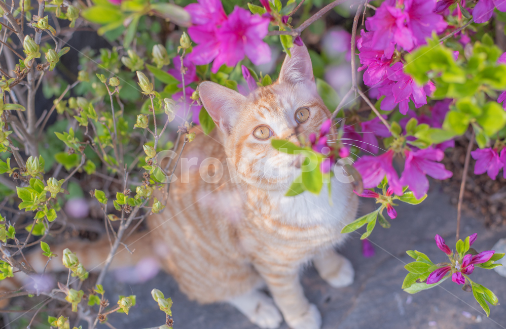 고양이,길고양이,반려동물,배경화면,바탕화면,야옹이,동물,animal,포유류,mammal,고양이,cat,kitten,kitty