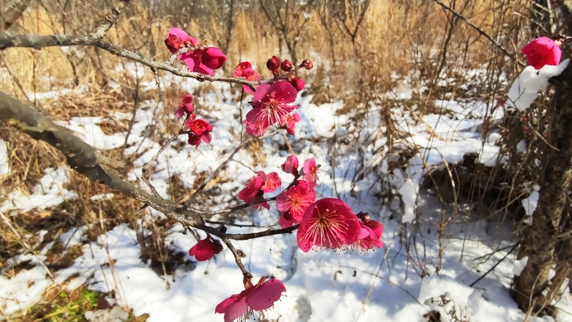 홍매화,매화,매화꽃,붉은매화꽃,홍매,자장매,maehwa,plant,식물,flower,blossom,꽃,식물,자연,plants,nature,꽃,flower