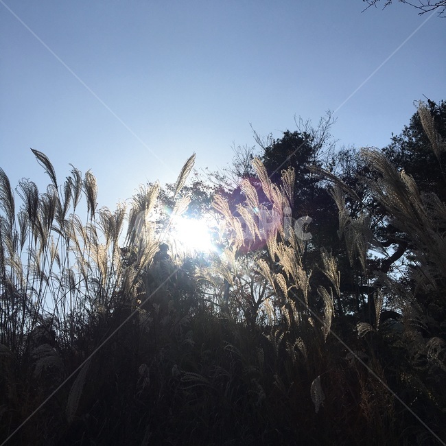 억새,식물빛,햇빛,가을햇살,가을풍경,가을,계절,fall,autumn,season,식물,자연,plants,nature