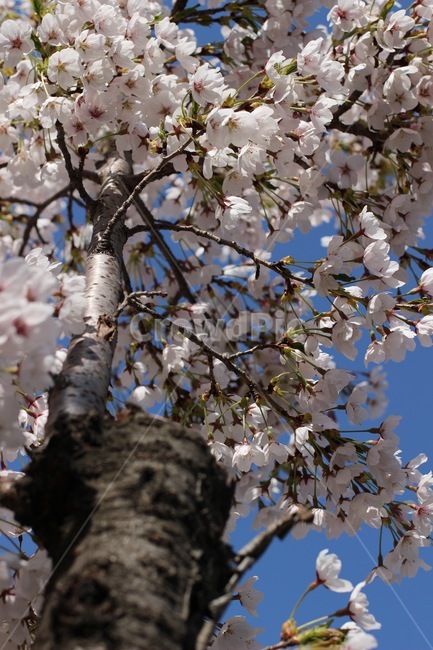 cherryblossom,벚꽃,벚꽃나무,벚꽃잎,blossom,plant,식물,꽃,flower,3월,4월,봄,봄꽃,spring,march,april