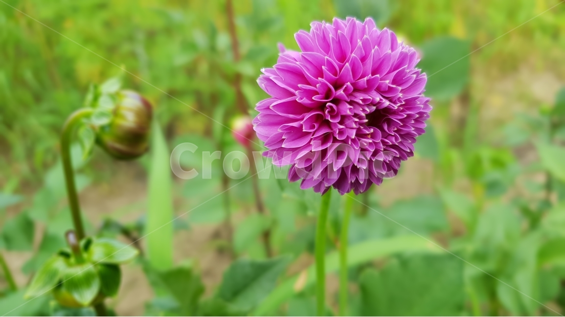 beautifulflowers,dalaria,nature,plant,아름다운꽃,다알리아,식물,자연,backgroundimage,배경이미지,노랑색,핑크색,화려한,주홍색,그린,green,배경,배경화면,식물,자연,plants,nature,꽃,flower
