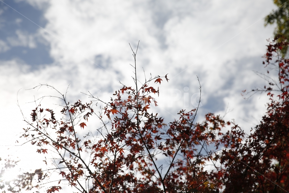 하늘,단풍,가을,낙엽,풍경,산책,경치,가을,계절,fall,autumn,season,식물,자연,plants,nature
