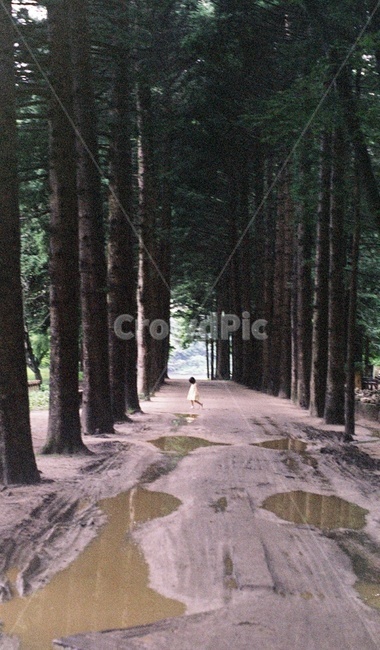 메사퀘타이어,소녀,길,웅덩이,나무,식물,자연,plants,nature,나무,trees,wood,감성,sensible,feeling