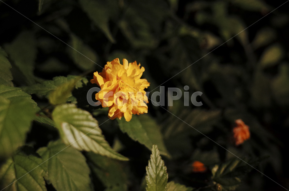 꽃,flower,식물,plant,green,초록,잎,들꽃,yellow,노란,노란꽃,밤,저녁,야경