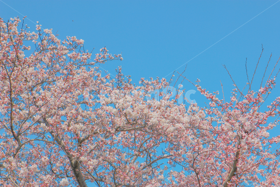 봄,벚꽃,매화,꽃,분홍,핑크,색깔,색감,색상,계절,spring,blossom,cherryblossom,flower,color