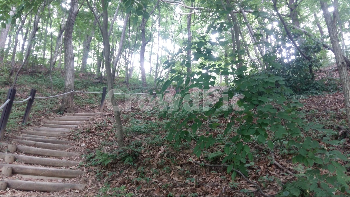 향적산,등산,숲,나무,산책,자연,풍경,nature,landscape,tree,plant,식물,vegetation,초목,ground,바닥
