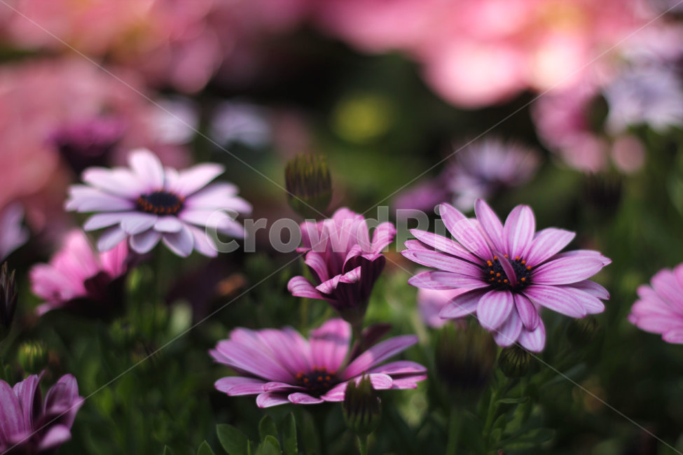 디모르포세카,꽃,꽃밭,야생화,원예,식물,flower,nature,plants,색상,색감,색채,자연,잎,분홍꽃,꽃잎