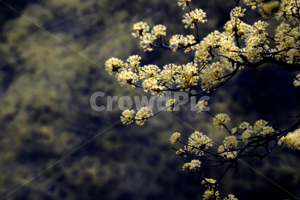 산슈유,봄,노랑,축제,감성,봄,계절,spring,season,식물,자연,plants,nature,꽃,flower,plant