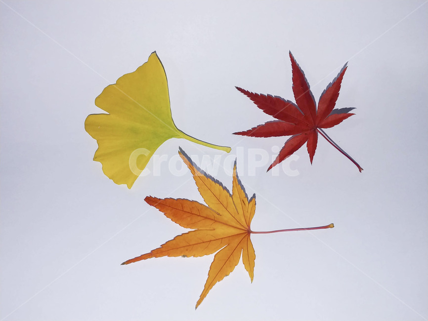 단풍잎,나뭇잎,가을,잎,낙엽,식물,autumn,leaf,leaves,maple,fall,plant,계절,season,가을,계절,fall,autumn,season,식물,자연,plants,nature