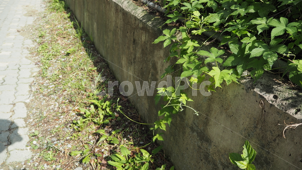 식물,야외,그린,plants,outdoors,green,식물,자연,plants,nature