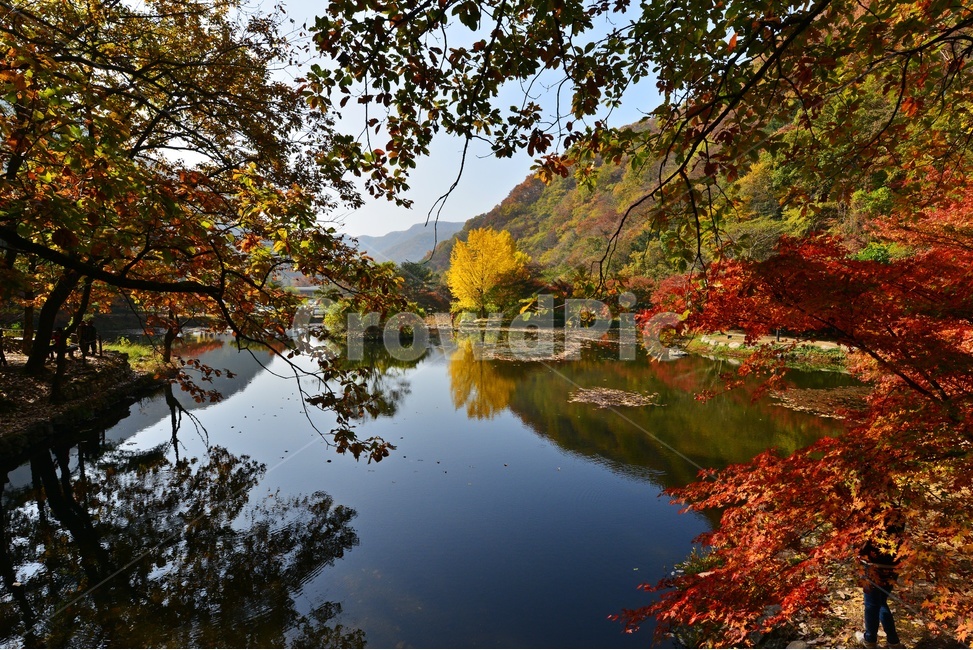 water,물,outdoors,옥외,nature,자연,tree,나무,plant,식물,maple,단풍,leaf,잎,장성,백양사,백양사추색,가을,계절,추색,만추,단풍잎,반영,가을,계절,fall,autumn,season