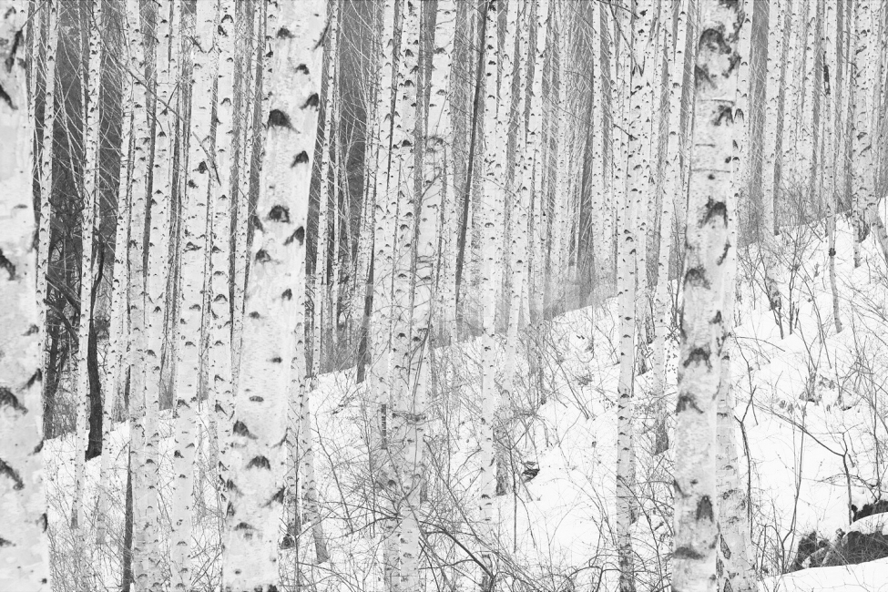 자작나무숲,풍경,흑백,겨울,trip,겨울,계절,winter,season,식물,자연,plants,nature,나무,trees,wood,흑백,모노톤,monochrome,black and white