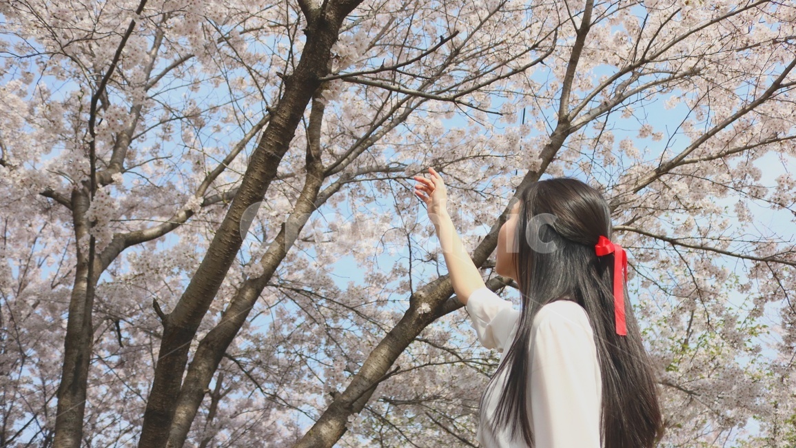 human,인간,person,사람,벚꽃,cherryblossoms,여자,여성,감성,봄,봄,계절,spring,season,사람,인물,인간,human,person