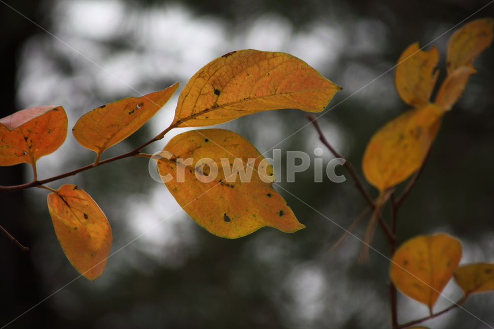 잎,단풍,감나무잎,leaf,redleaves,가을,계절,fall,autumn,season,식물,자연,plants,nature,veins,정맥