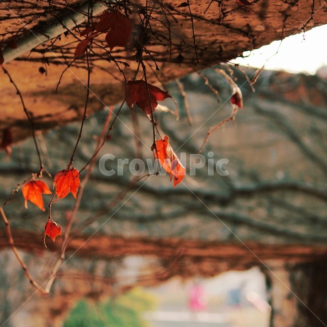 공원,감성,감성사진,도심,담,나무덩쿨,가을,계절,fall,autumn,season,식물,자연,plants,nature,leaf,잎,plant,tree,나무