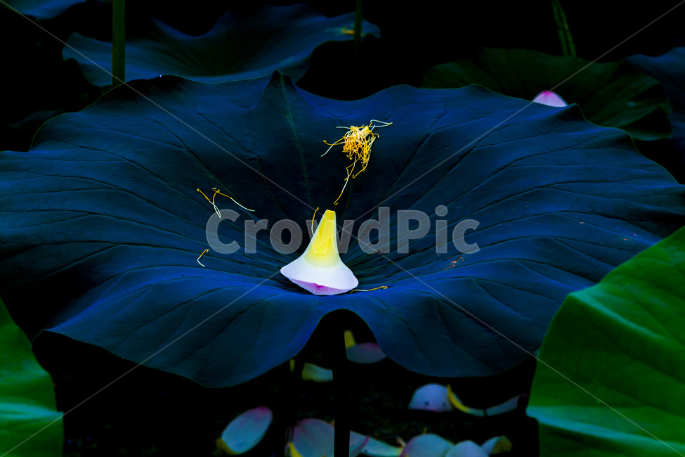 연잎,낙화,꽃잎,문양,무늬,습지,식물,자연,plants,nature,꽃,flower