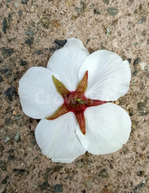 식물,꽃잎,벗꽃,백색,아름다움,식물,자연,plants,nature,꽃,flower