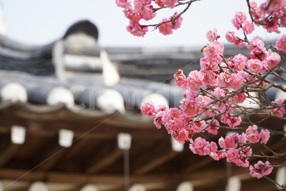 처마,꽃,홍매화,한옥,자연,전통,봄,계절,spring,season,한국전통,한국문화,korean traditional,korean culture,식물,자연,plants,nature,꽃,flower,plant,blossom,cherry blossom,벚꽃