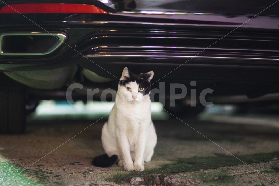 고양이,길고양이,길냥이,동물,애완동물,반려동물,생명,포유류,포유동물,미묘,미냥,야생,야생고양이,야생동물,얼룩무늬,얼룩이,cat,kitty,kitten,cute,lovely,adorable,street,streetcat,stray,straycat,wild,wildlife,wildanimal,wildcat,nature,natural,beauty,beautiful,pet,animal,동물,animal,포유류,mammal,고양이,cat,kitten,kitty
