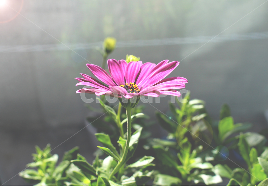 보라색꽃,아스타,감성사진,꽃감성사진,plant,식물,flower,bloom