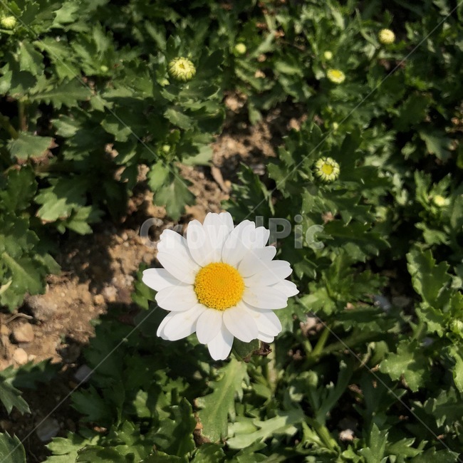 흰꽃,들꽃,꽃,봄,흰색,활기찬,식물,자연,plants,nature,꽃,flower