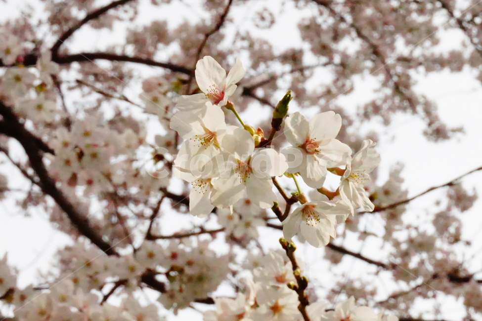 벚꽃,봄,나무,자연,환경,봄,계절,spring,season,plant,식물,flower,꽃,blossom