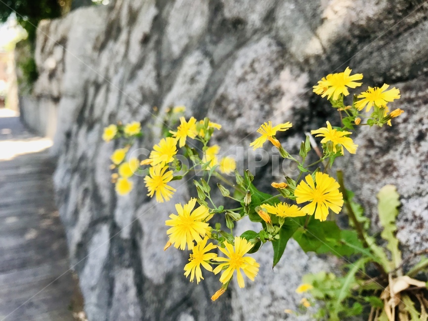 민들레꽃,노랑꽃,봄,여름,풍경,골목길
