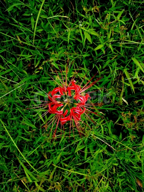 꽃,빨간꽃,잔디,빨강,식물,식물,자연,plants,nature,꽃,flower