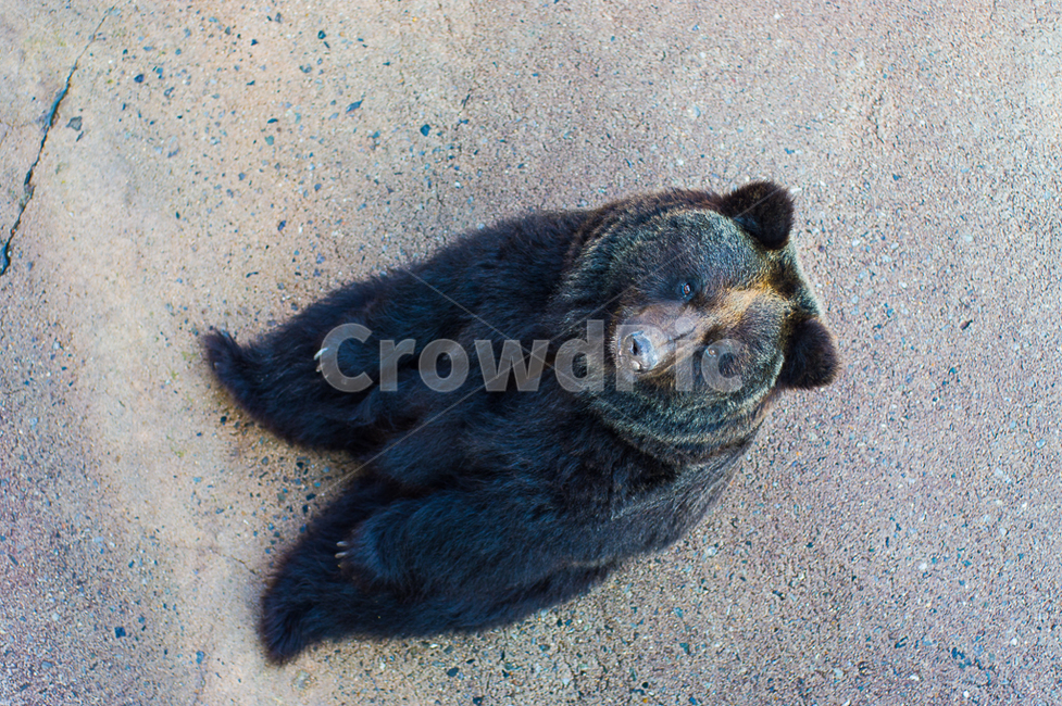 곰,반달곰,bear,동물,자연,동물의세계,동물,animal,포유류,mammal