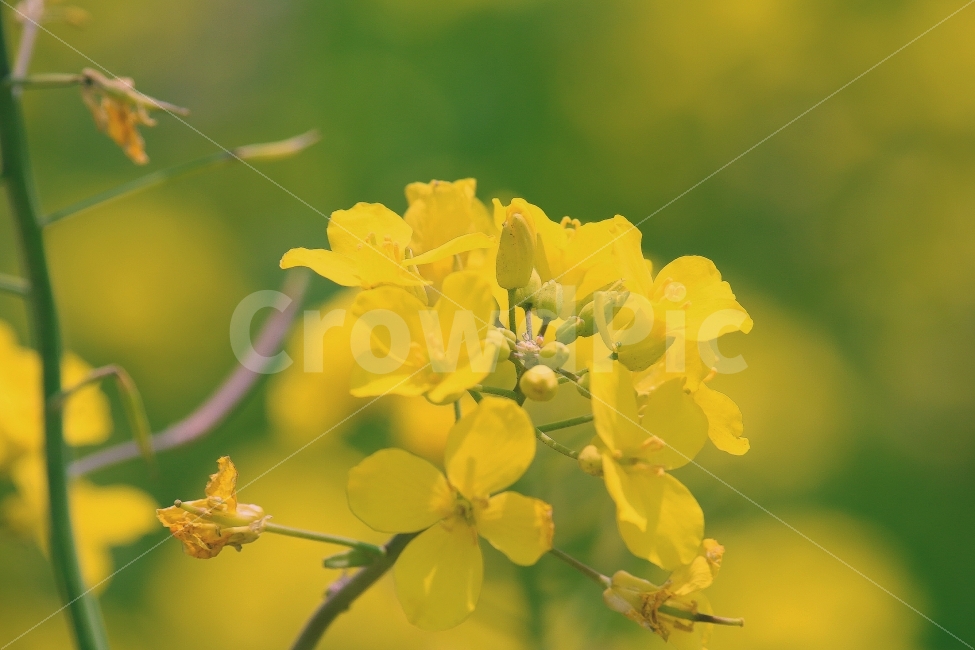 유채꽃,유채,봄,꽃,노랑,가파도,제주,봄,계절,spring,season,식물,자연,plants,nature,꽃,flower,감성,sensible,feeling,plant