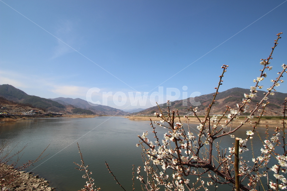 산,강,꽃,봄,매화,전경,풍경,mountain,river,flower,spring,cherryblossom,landscape,panoramaview,자연,풍경,nature,landscape,outdoors,옥외,water,물