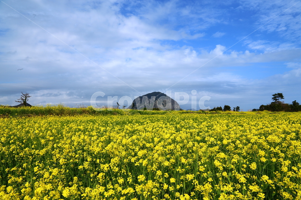 제주여행,제주경치,봄,유채꽃,산방산유채,봄,계절,spring,season,자연,풍경,nature,landscape,한국자연풍경,한국자연경관,korea nature landscape,제주도,jeju,jeju island,outdoors,옥외,grassland,목초지,field,들,rural,농촌,farm,농장,meadow