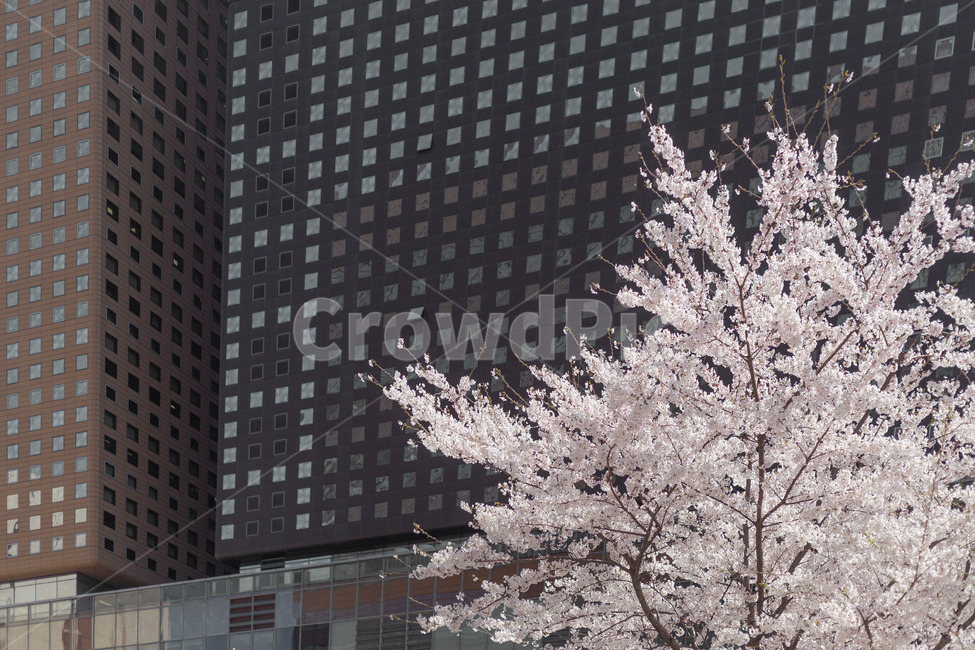 벚꽃,꽃,봄꽃,봄,하늘,봄,계절,spring,season,plant,식물