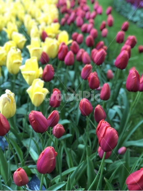 튤립,꽃,튤립축제,꽃축제,네덜란드,튤립페스티발,꽃박람회,꽃페스티발,자연