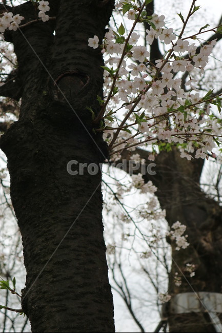 벚꽃,나무,꽃,봄,풍경,봄,계절,spring,season,식물,자연,plants,nature,꽃,flower,나무,trees,wood,plant,tree trunk,나무 줄기,tree