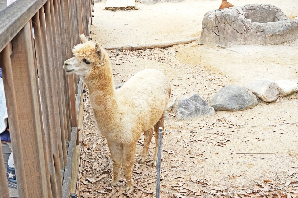 알파카,동물,초식,animal,alpaca,자연,nature,초식동물,포유류,동물원,park,animalpark,동물보호,동물,animal,포유류,mammal