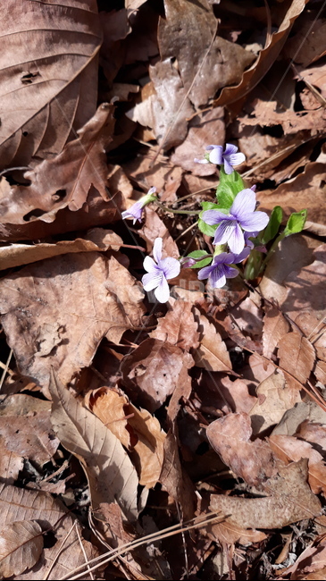제비꽃,봄,수목원,봄꽃,flower