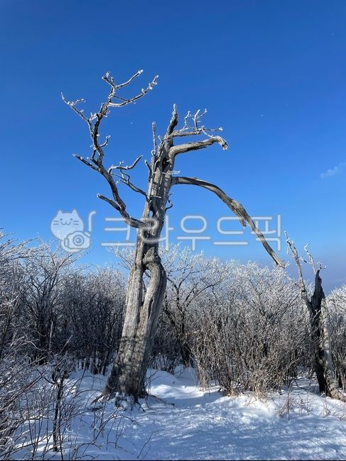 nature,tree,winter tree,Frozen,Taebaek Mountain in winter,line of vision,winter mountain,Snow Flower,Taebaeksan Mountain,winter hiking