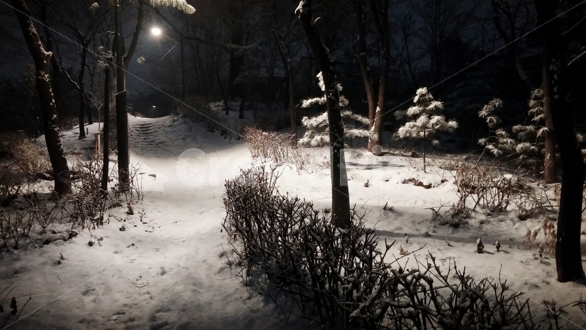 plant,식물,tree,나무,nature,자연,빛,light,플레어,flare,밤,night,snow,눈
