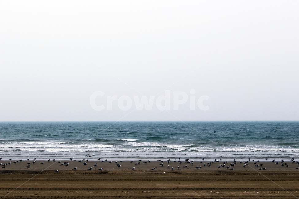 바다,갈매기,하늘,해변,파도,해안,자연,풍경,nature,landscape,해변,바다,beach,sea,outdoors,옥외,ocean,대양,water,물,shoreline,해안선,coast,연안,바닷가