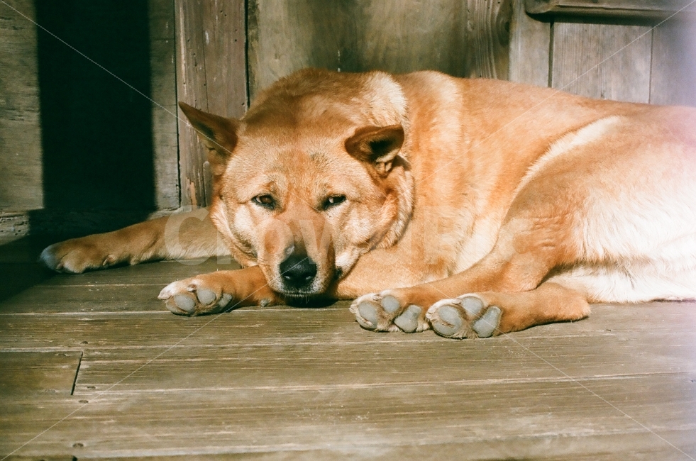 강아지,제주도,햇살,오후,여행,일상,동물,animal,포유류,mammal,개,강아지,dog,doggy