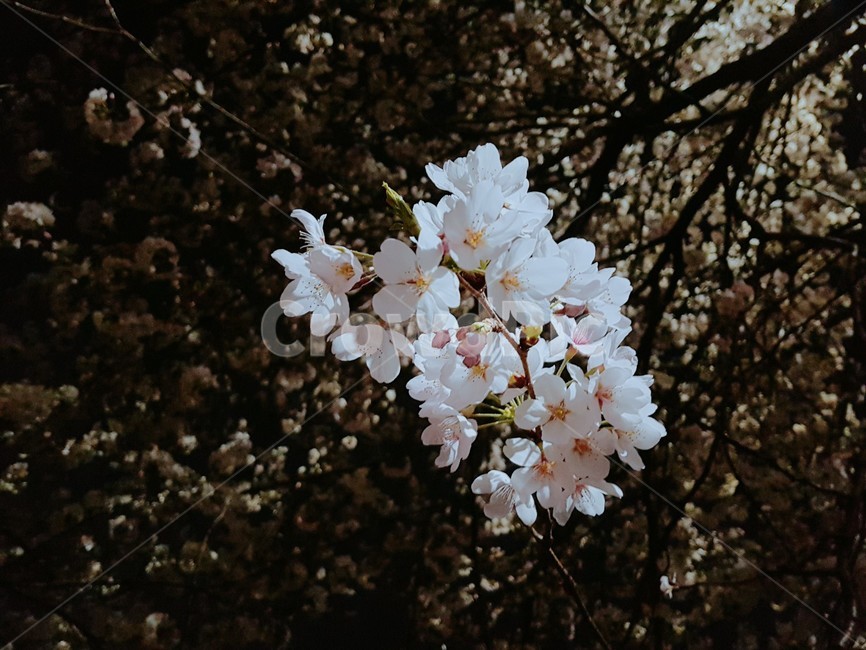 벚꽃,봄,spring,계절,season,cherryblossom,photo,picture