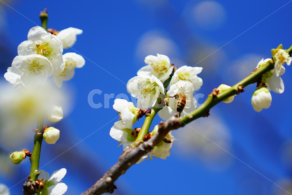 매화,봄,꽃,풍경,식물,봄,계절,spring,season,식물,자연,plants,nature,꽃,flower,plant