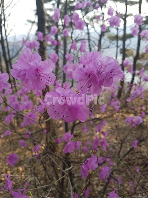 꽃,식물,plant,flower,진달래,식물,자연,plants,nature,꽃,flower