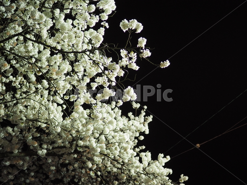 풍경,벚꽃,꽃,나무,청풍,밤,봄,계절,spring,season,야경,밤,풍경,nightscape,night,landscape,식물,자연,plants,nature,꽃,flower,plant,blossom