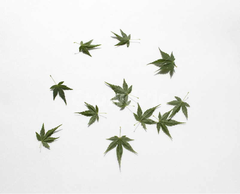 가지,잎사귀,나뭇가지,잎,이파리,단풍,나뭇잎,녹색,그린,초록색,흰배경,줄기,자연,식물,클로즈업,단풍잎,탑,탑뷰,탑앵글,뒷면,식물,자연,plants,nature