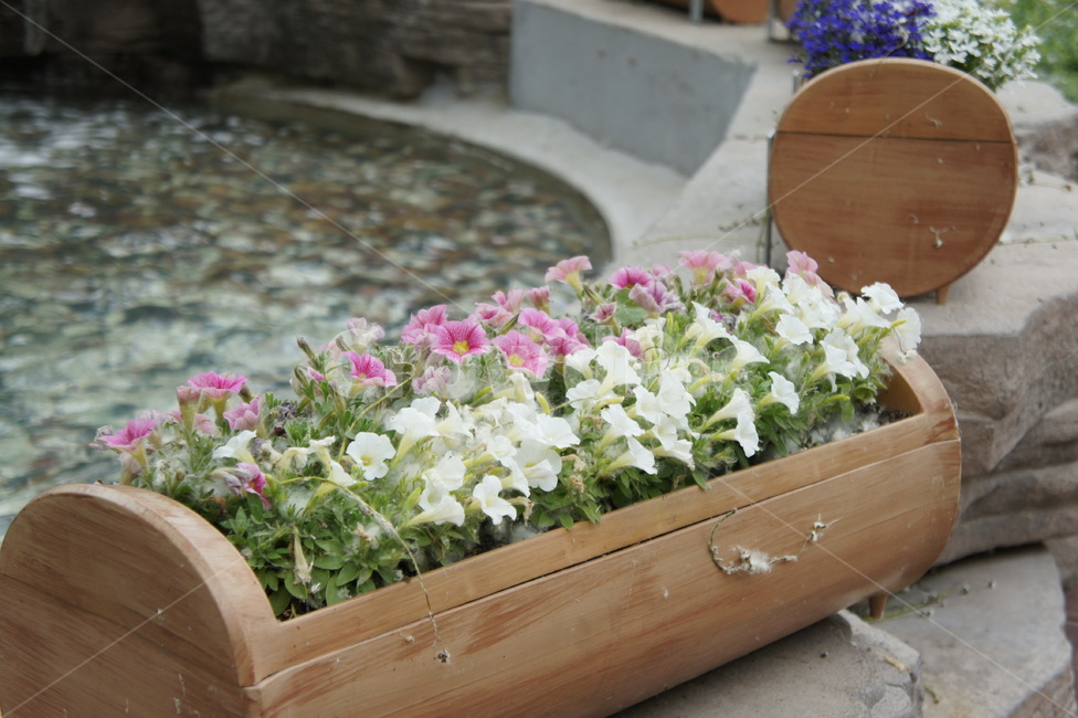 식물,plant,화분,꽃,flower,꽃,flower